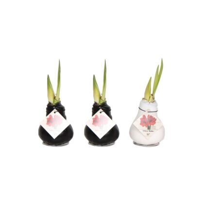 3er Set Amaryllis Mix, Rot*