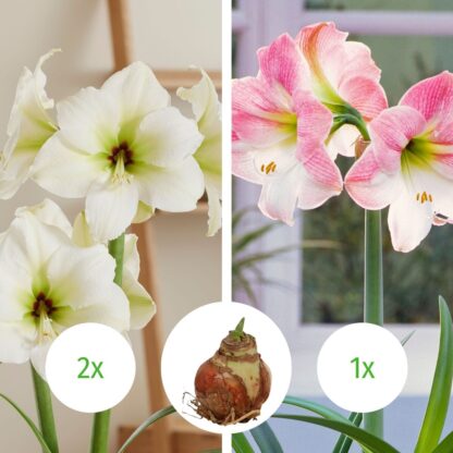 3er Set Amaryllis rosa und weiß ohne Wachs*