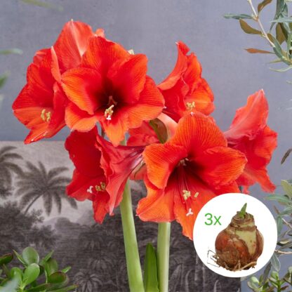 3er Set Amaryllis rot ohne Wachs, rot*