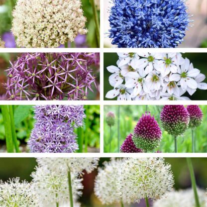 Allium-Mix "Blaue Blüteneleganz“*