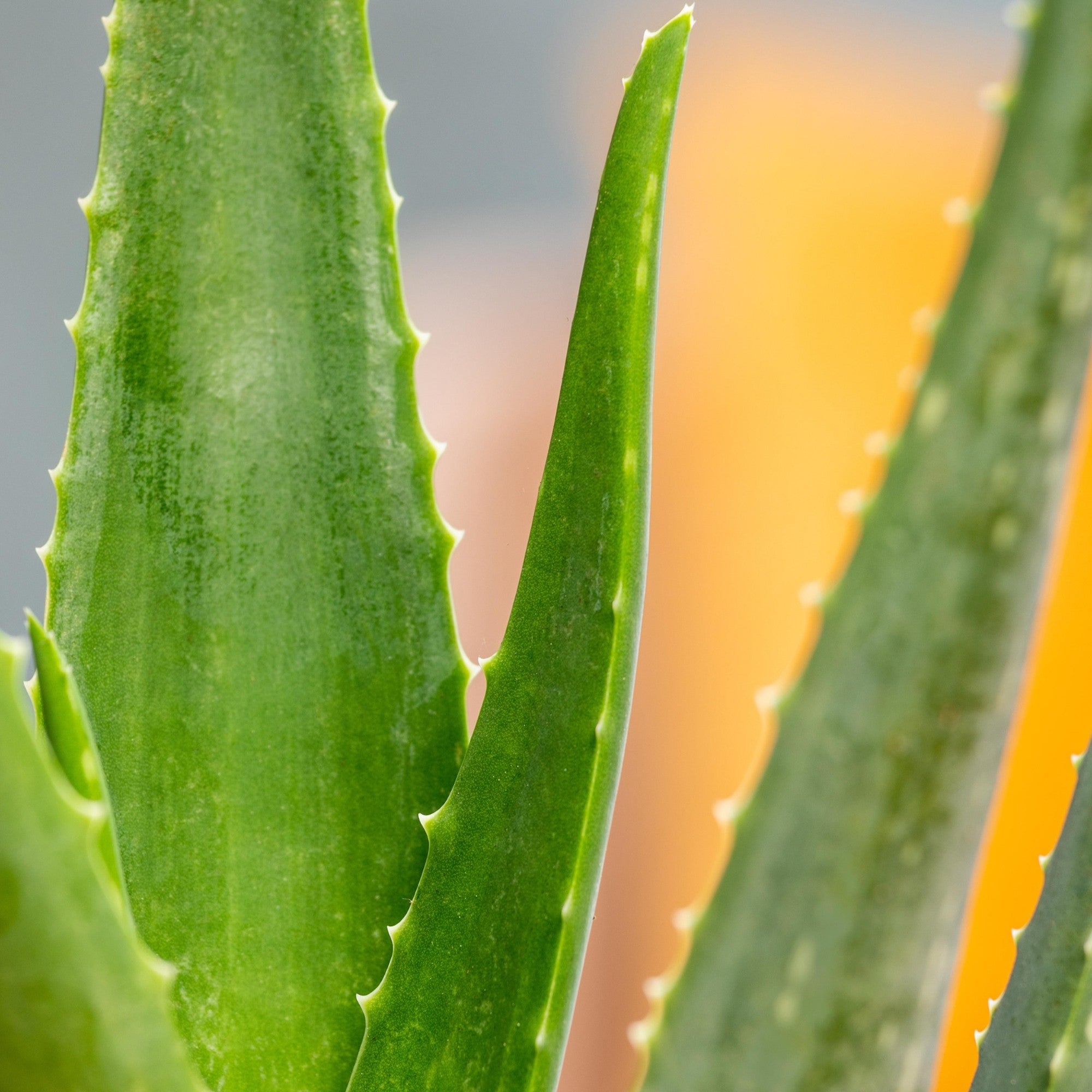 Aloe Vera*