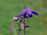 Alpen-Akelei 'Navy Blue', Aquilegia alpina 'Navy Blue', Topfware*