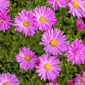 Alpen-Aster, rosa*