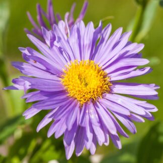 Alpen-Aster, violett*