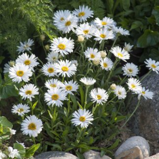 Alpen-Aster, weiß*