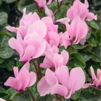 Alpenveilchen 'Merita Outdoor'*