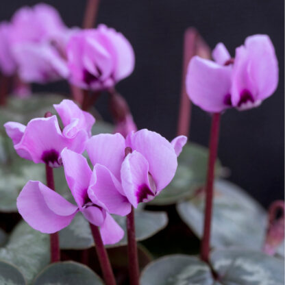 Alpenveilchen 'Merita outdoor', violett*