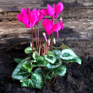 Alpenveilchen 'Winfall Outdoor', pink*