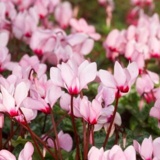 Alpenveilchen 'Winfall Outdoor', rosa*