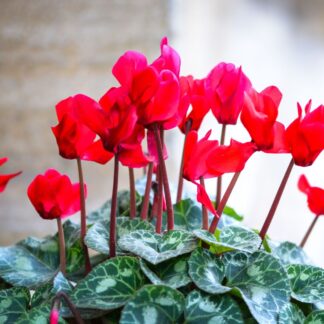 Alpenveilchen 'Winfall Outdoor', rot*