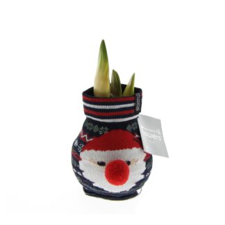 Amaryllis 'Fashion Xmas Weihnachtsmann', rot*