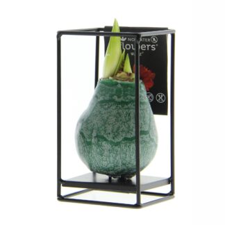 Amaryllis 'Formz Industrial', Gewachste Zwiebel & Gestell , rot*
