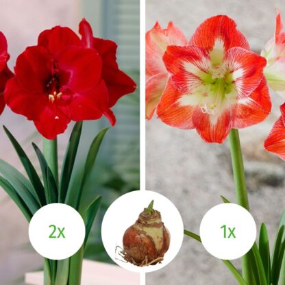 Amaryllis Mix, 3er-Set, 3 Pflanzen, rot, rot/weiß*