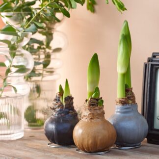 Amaryllis-Mix "Metallic", 3 Zwiebeln, 3 Zwiebeln, rot*