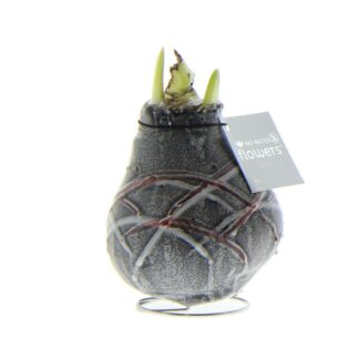 Amaryllis Waxz®  'Art v. Gogh', rot*
