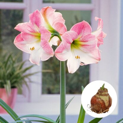 Amaryllis 'XXL', rosa*