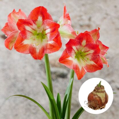 Amaryllis 'XXL', rot-weiß*