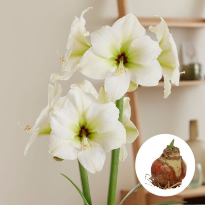 Amaryllis 'XXL', weiß*