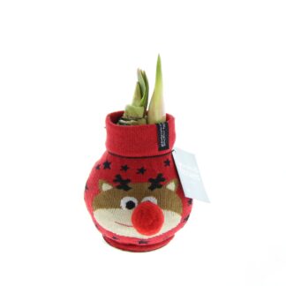 Amaryllis"Fashion Xmas Rentier", rot*