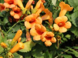Amerikanische Klettertrompete 'Indian Summer' / 'Kudian', Stamm 80 cm, 100-120 cm, Campsis tagliabuana 'Indian Summer' / 'Kudian', Stämmchen*