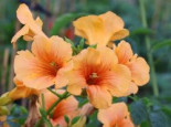 Amerikanische Klettertrompete 'SUMMER JAZZ ® Gold', 60-100 cm, Campsis x tagliabuana 'SUMMER JAZZ ® Gold', Containerware*