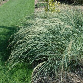 Amerikanischer Strandhafer 'Silberinsel'*