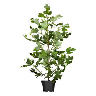 Amerikanischer Tulpenbaum Liefergröße: 150 - 175 cm*