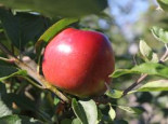 Apfel 'Ecolette', Stamm 40-60 cm, 120-160 cm, Malus 'Ecolette', Containerware*