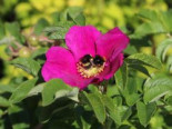 Apfelrose / Kartoffelrose / Hagebutte, 10-20 cm, Rosa rugosa, Topfware*