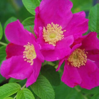 Apfelrose, rosa*