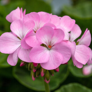 Aufrechte Geranien, pink*