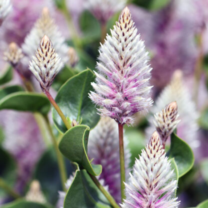 Australischer Federbusch, violett*