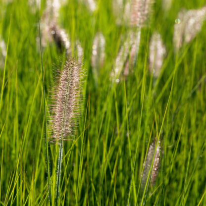 Australisches Lampenputzergras 'Little Bunny', weiß*