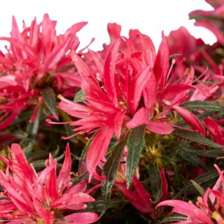 Azalea Star Style® 'Star Style™', magenta*