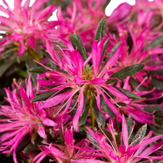Azalea Star Style® 'Star Style™', violett*