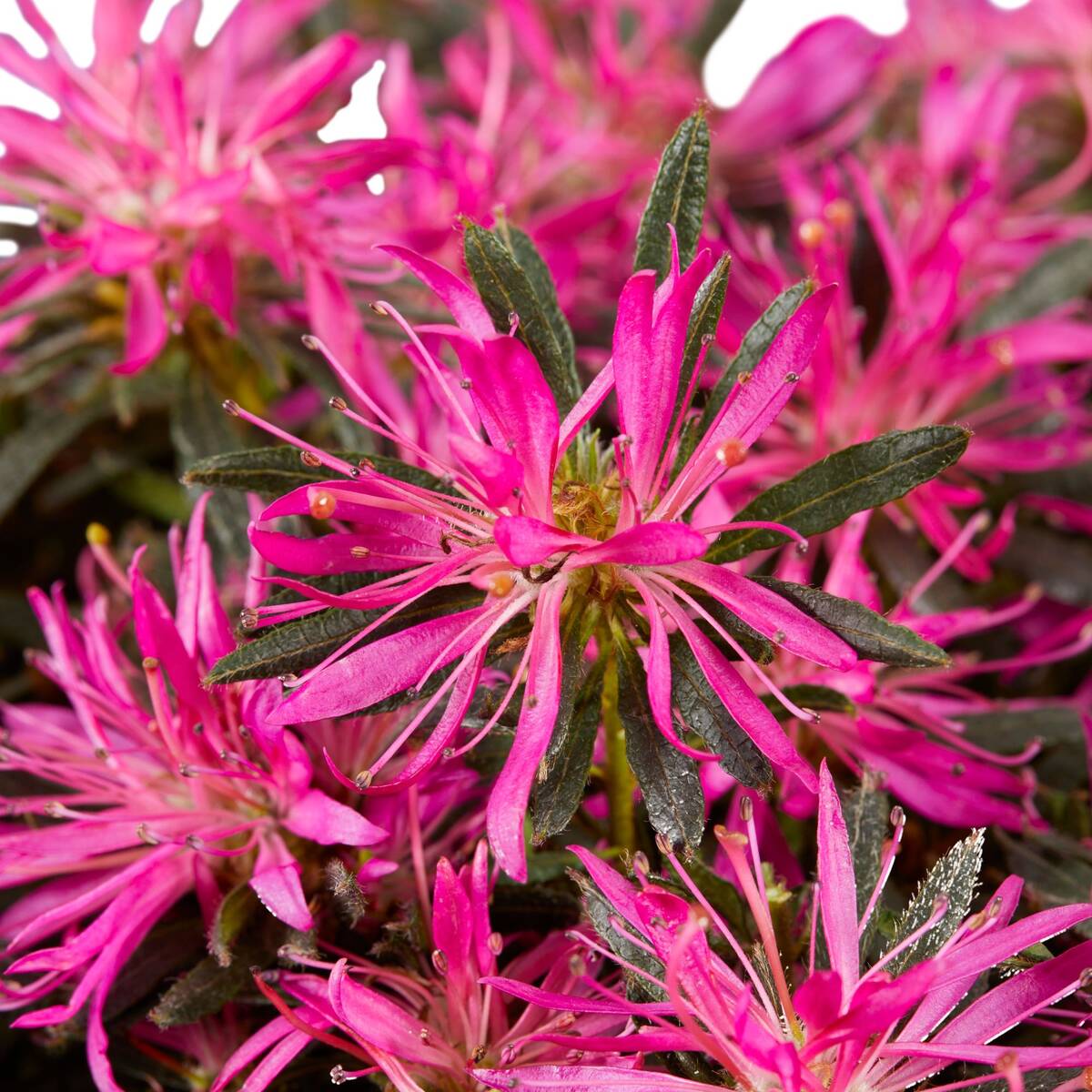 Azalea Star Style® 'Star Style™', violett*
