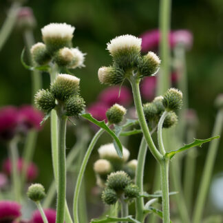Bach-Kratzdistel 'Frosted Magic' Lieferform: Im 9 cm Topf*
