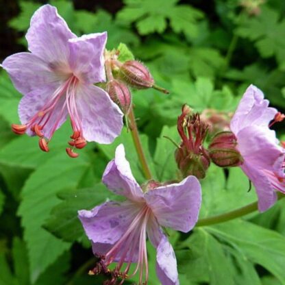 Balkan-Storchschnabel 'Ingwersen', rosa*