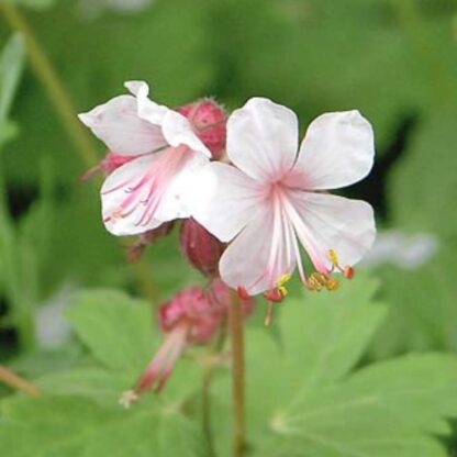 Balkan-Storchschnabel 'Spessart', weiß-rosa*