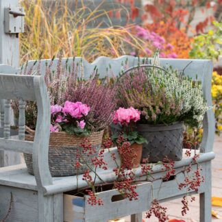 Balkonblumen "Alpenherbst", 9 Pflanzen, bunt*