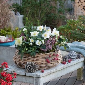 Balkonblumen "Alpiner Winterzauber", 6 Pflanzen, 6 Pflanzen*