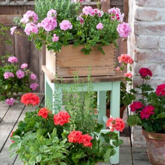 Balkonblumen "Aromatische Vielfalt", 9 Pflanzen*