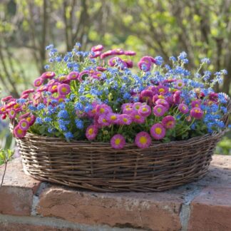 Balkonblumen "Auffällige Frühblüher", 6 Pflanzen, bunt*