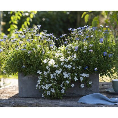 Balkonblumen "Blau-Weißer Sommerzauber", 3 Pflanzen, bunt*