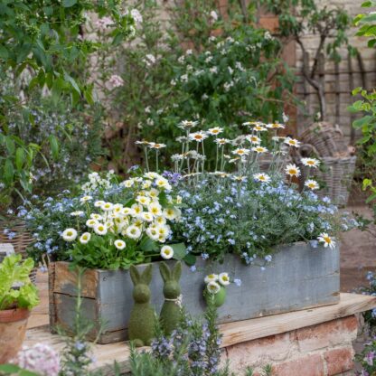 Balkonblumen "Blau-Weißes Frühlingsgeflüster", 9 Pflanzen, 9 Pflanzen*