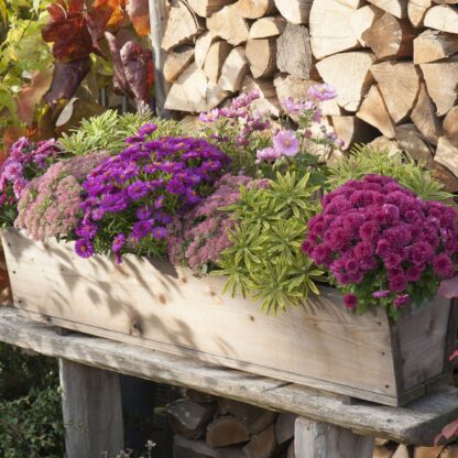 Balkonblumen "Blühende Herbstfreude", 9 Pflanzen, 9 Pflanzen, bunt*