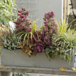 Balkonblumen "Blühender Herbstmoment", 12 Pflanzen, bunt*