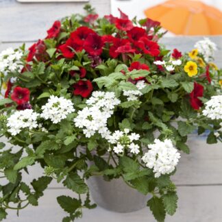 Balkonblumen "Blühender Sommer", 6 Pflanzen, bunt*