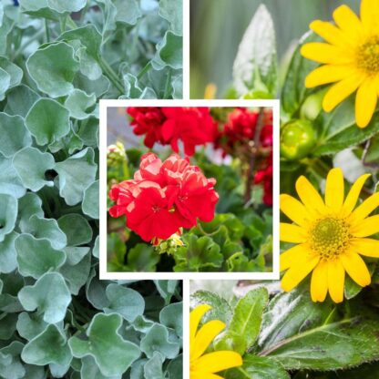 Balkonblumen "Blühfreudige Sonnenlieblinge", 6 Pflanzen, 6 Pflanzen, bunt*