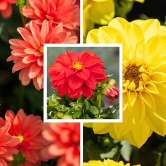 Balkonblumen "Blütenfeuer Dahlien", 6 Pflanzen, bunt*